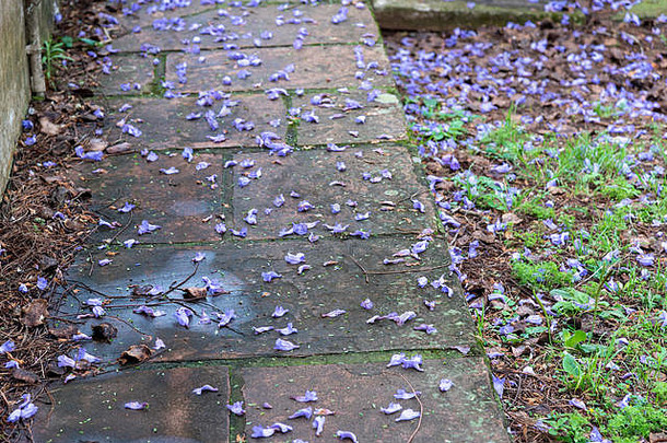 乡村景观。秋天结束了，含羞草紫色的紫檀木花散落在地上。大自然的循环。环境花草