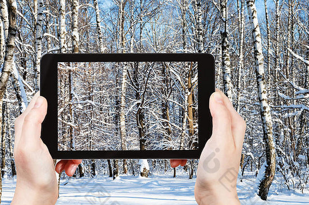 旅行概念旅游照片灌木丛桦木橡木树雪森林阳光明媚的冬天一天智能手机莫斯科俄罗斯