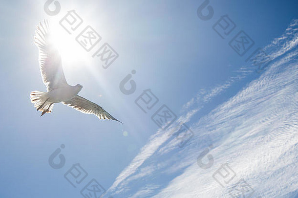 单海鸥飞行多云的蓝色的天空背景