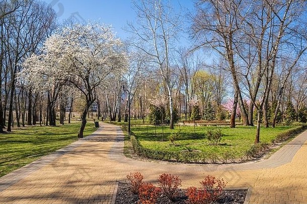 开花树景观公园早期春天