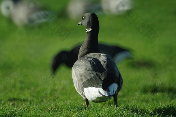 黑腹布伦特鹅，来自西伯利亚的冬季候鸟。在英国南德文郡草坪锁Exe河口的牧场放牧。
