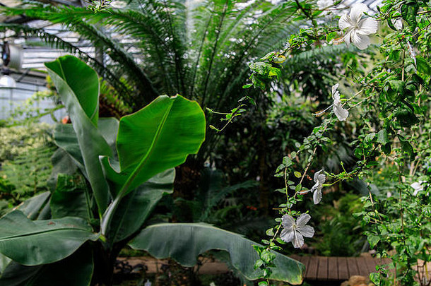 以绿色热带植物为背景的木槿花的精致白色花朵。