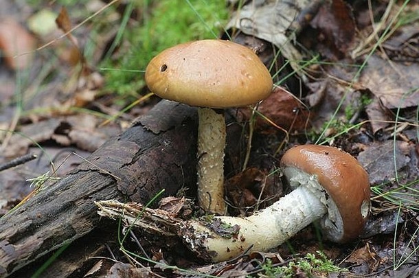 霍尼曼尼毒蕈，被称为茂盛的环柄或撕裂的毒蕈，产于芬兰的有毒蘑菇
