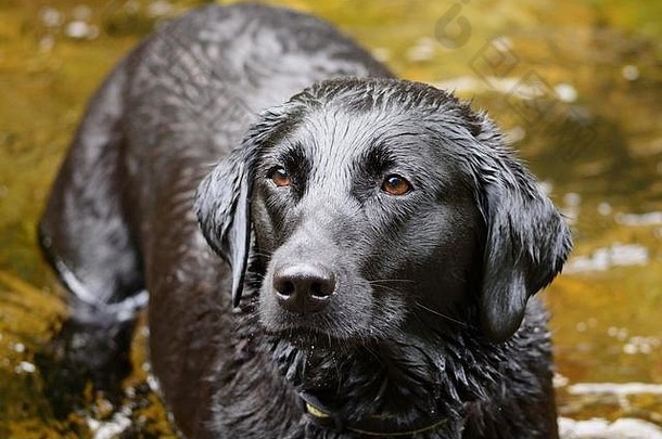 一只湿漉漉的黑色拉布拉多猎犬站在河里的肖像