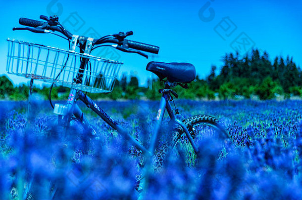Sequim系列中精彩的薰衣草节-花园中的自行车和美丽的薰衣草花4。