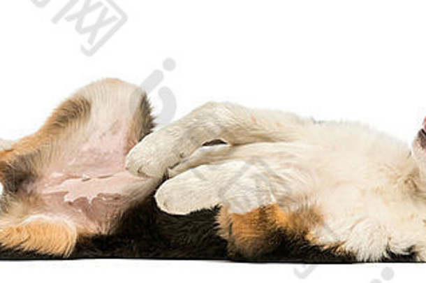 一只边境牧羊犬仰卧在白色背景下的侧视图