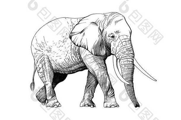 大象手画插图原件跟踪