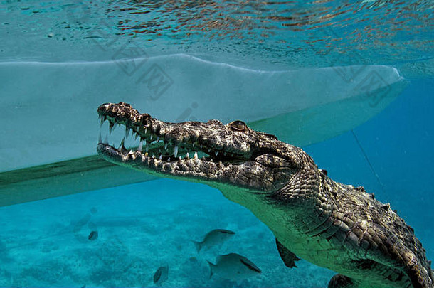 古巴皇后公园里的一条美洲鳄鱼