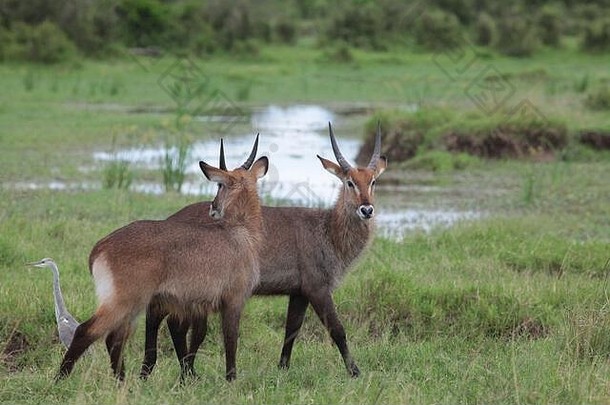 肯尼亚绿色大草原上的两只水獭。大雨过后，这片土地被淹没了。他们旁边有一只灰鹭。