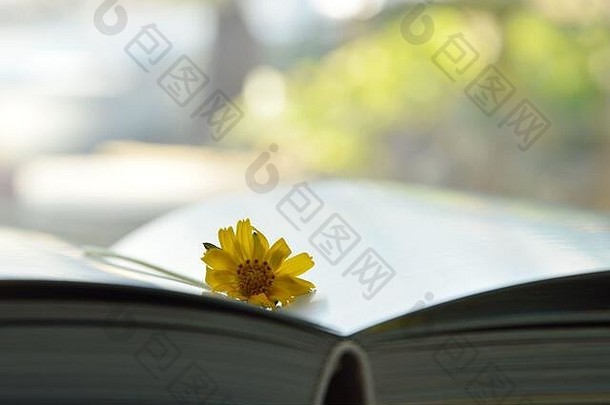 书页上的金盏花黄色热带花