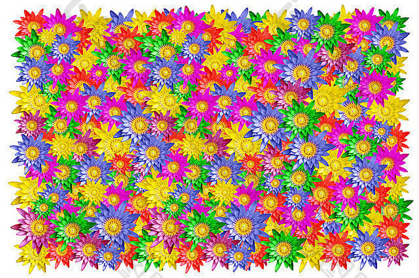 以五彩缤纷的莲花为花卉背景