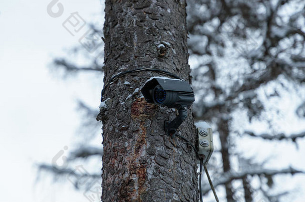 中央电视台相机树冬天森林