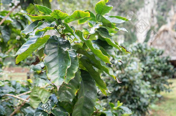 生长在古巴的咖啡植物小粒咖啡
