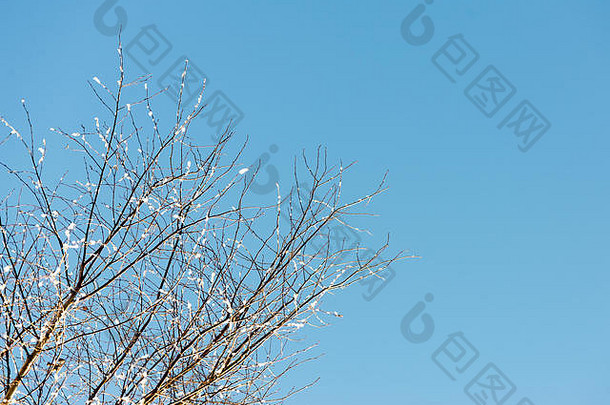 在寒冷晴朗的日子里，冬天的树木被雪覆盖，天空蔚蓝
