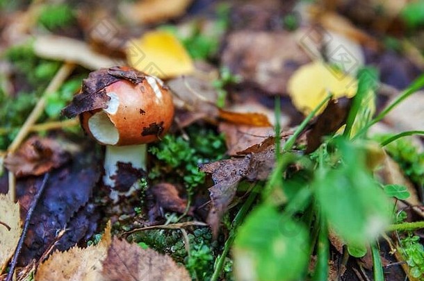 可食的小蘑菇红菇，在苔藓秋天的森林背景中有红褐色的帽子。自然环境中的真菌。大蘑菇宏观特写。鼓舞人心的自然夏秋景观
