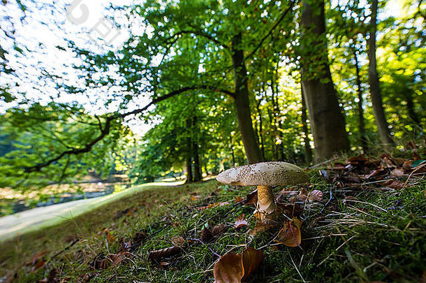 荷兰Overveen Elswout庄园的蘑菇