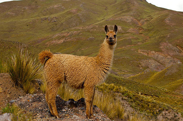 美洲驼，秘鲁的传统动物