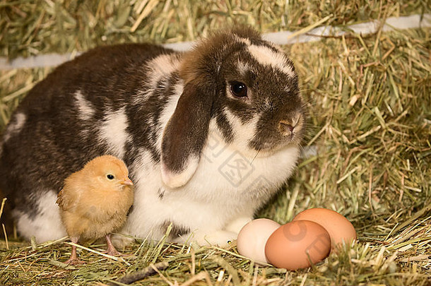 美国华盛顿州秋季城，在干草捆上，一只浅黄色的奥平顿小鸡和一只垂耳兔子在鸡蛋旁边