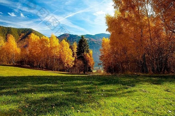 美丽的风景。前景图像中的桦树。