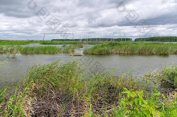 这张照片描绘了一个池塘和长满青草的云