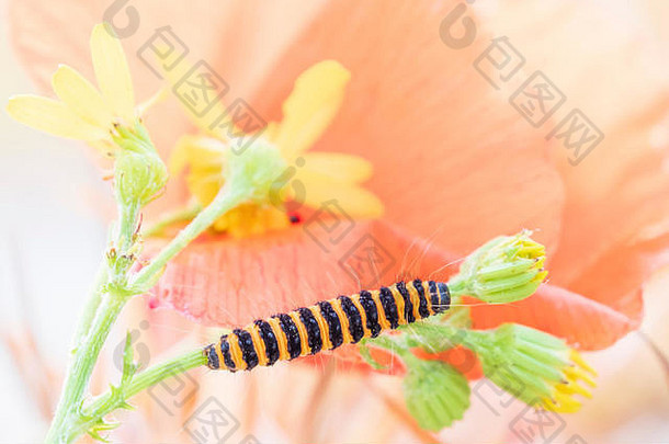 一条黑黄色条纹的毛毛虫在花草间的彩色特写镜头