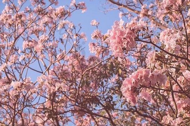 美丽的粉色花朵看起来像樱花或樱花，有着美丽的自然背景。春天花树开花。粉红f的浪漫