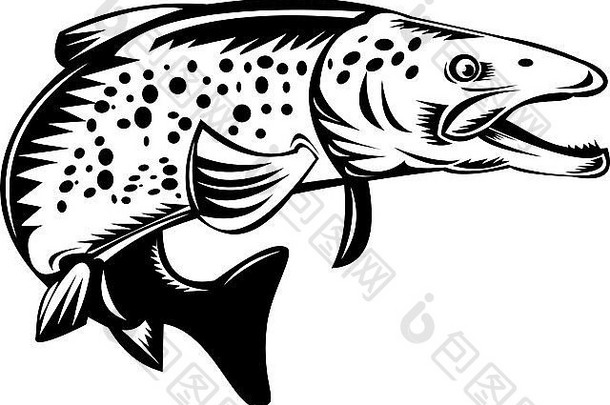 插图发现了斑点鳟鱼鱼跳复古的风格