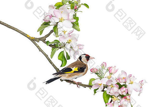 欧洲金翅雀，金翅雀，栖息在白色背景下开花的树枝上
