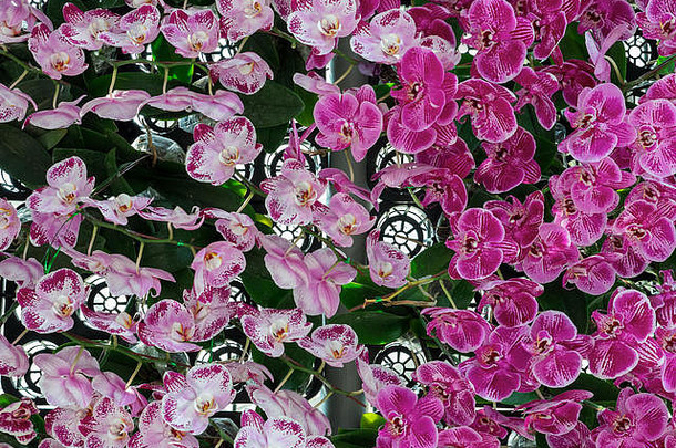 新鲜的粉红色兰花墙，用于装饰博塔尼卡花园。