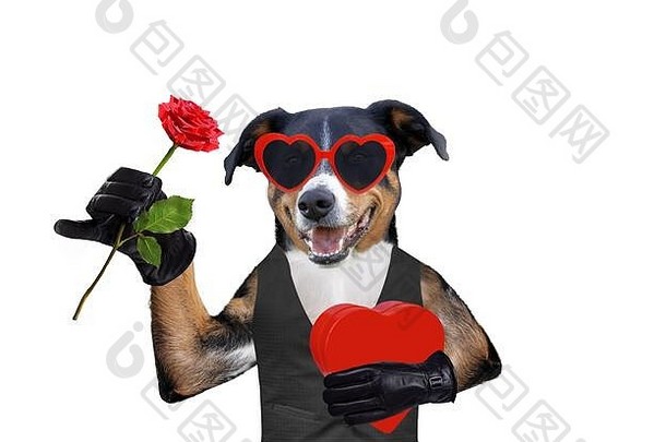 情人节带礼物的狗和戴墨镜的玫瑰