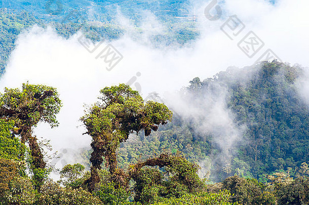 安第斯山脉亚马逊视图热带热带雨林厄瓜多尔
