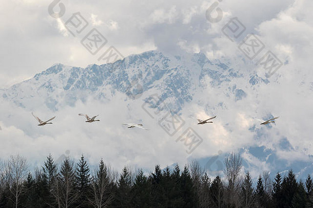 一群天鹅在空中翱翔，背景是咖喱山，它们在该地区迁徙觅食。