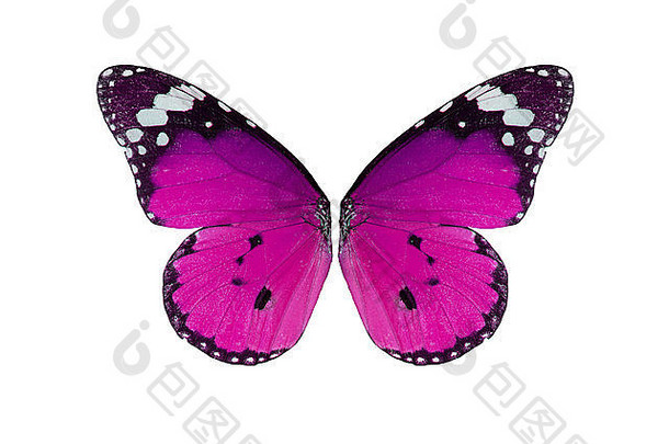 美丽的翼细节平原老虎蝴蝶达那俄斯chrysippus