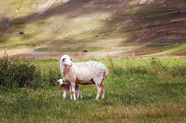羊妈妈带着刚出生的小羊羔在山谷中间的绿色田野里吃草。