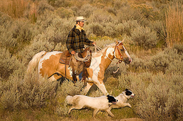 美国，俄勒冈州，塞内卡，美国黄埔牧场。一个骑在马背上的牛仔和他的两只牧羊犬并排奔跑。（MR）（PR）