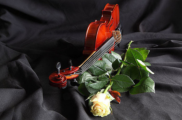 小提琴白色玫瑰黑色的背景