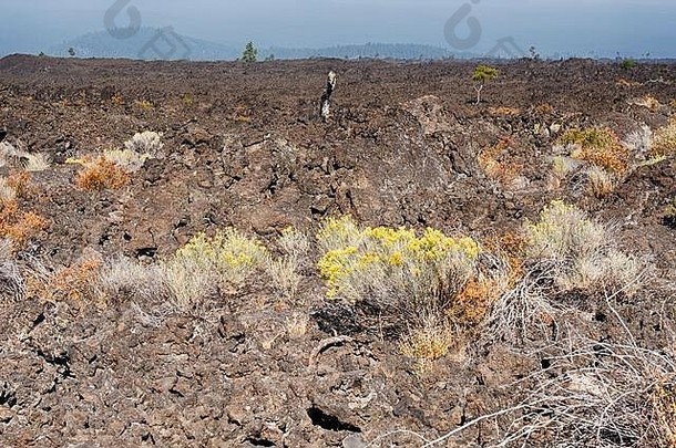 俄勒冈州熔岩丘中的一个古老熔岩流的景观图像，其中充满了贫瘠的岩石，这些岩石正逐渐被<strong>山艾树</strong>和其他植物回收