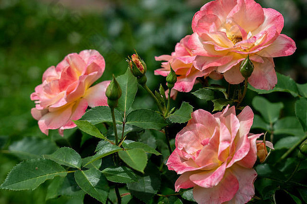 大展开玫瑰花软粉红色的颜色玫瑰灌木