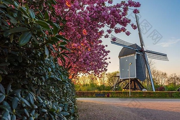世纪风车被称为“德阿克莫伦荷兰村zundert美丽的盛开的树春天