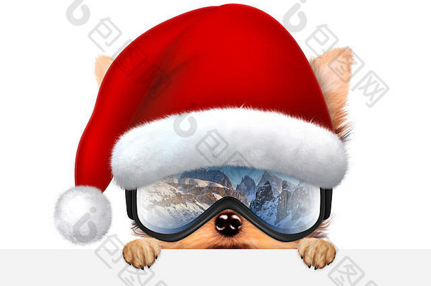 戴滑雪镜的有趣的狗。圣诞节概念