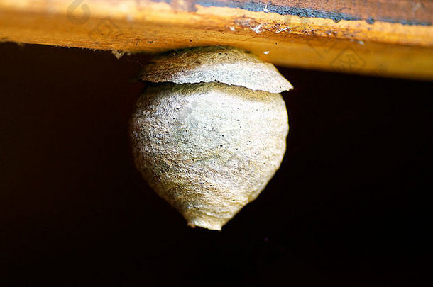 巢常见的黄蜂vespula寻常的<strong>挂板</strong>材