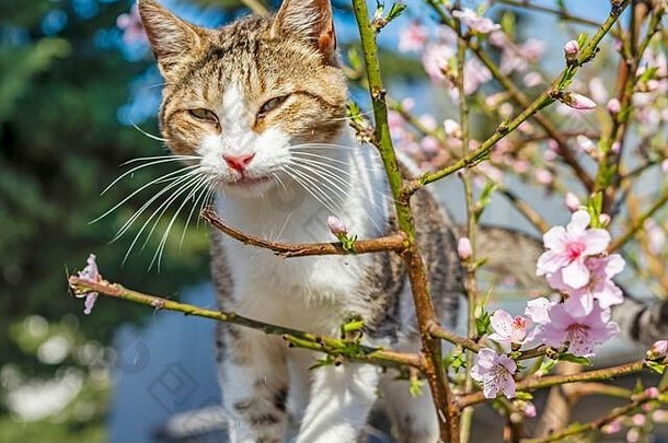 大自然中春天的花朵和树枝上的猫