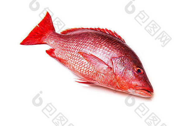 北部红色的鲷鱼卢特亚努斯坎佩查努斯鱼孤立的白色背景