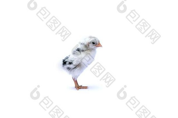 婴儿执事小鸡认可德国荷兰孤立的站白色布背景