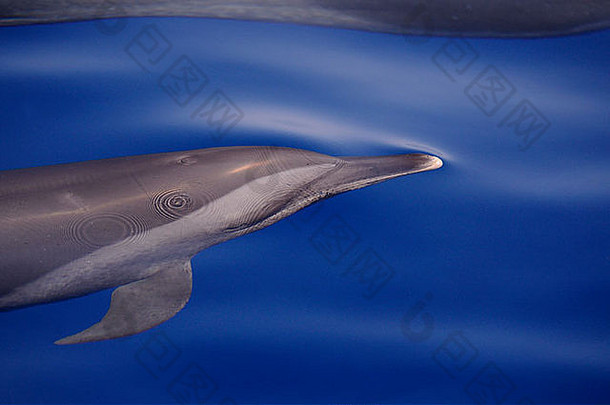 泛热带斑点海豚（Stenella Attentiuata）即将浮出水面，马尔代夫