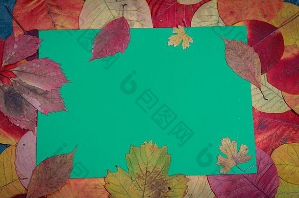 彩色的背景秋天叶子的地方文本