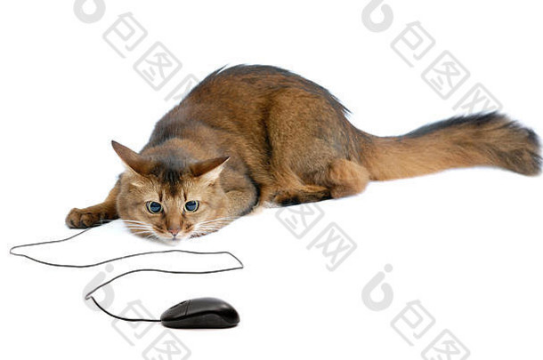 美丽的索马里猫和黑色的电脑鼠标-隔离在白色背景上