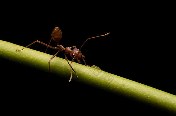 蚂蚁的世界大世界黑色的背景