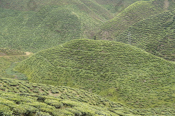 马来西亚卡梅隆高地茶园