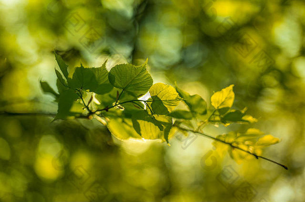 阳光透过春夏背景照射下的菩提树叶子。浅自由度选择聚焦微距镜头